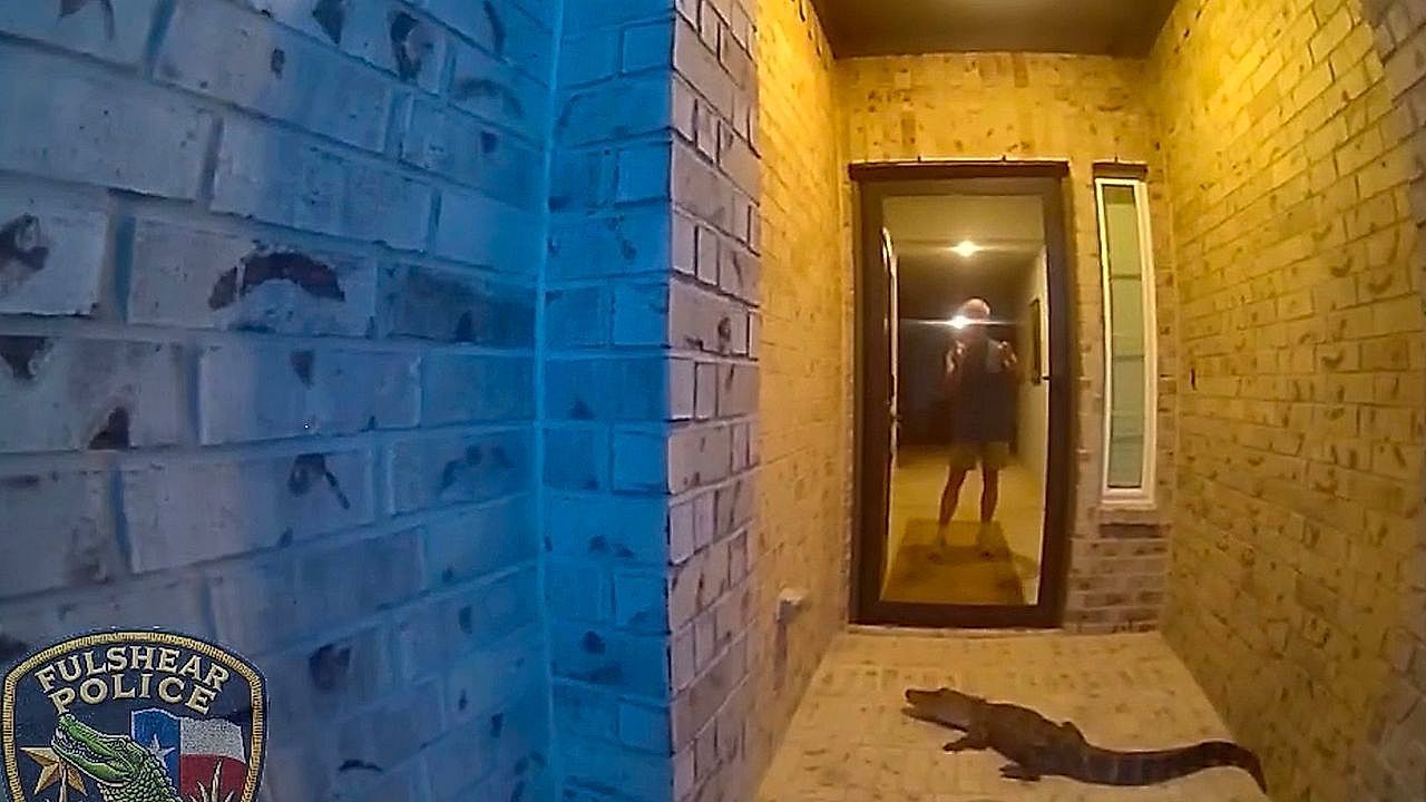 Video: Homeowner mistakes doorstep alligator for an Amazon package in Texas