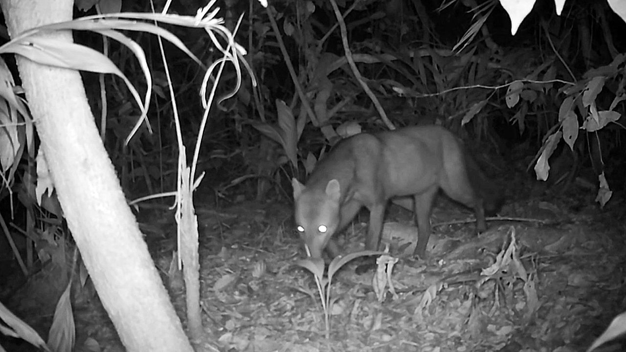 Phantom-im-Amazonasgebiet-Kameras-enth-llen-Geheimnisse-des-Kurzohrfuchses