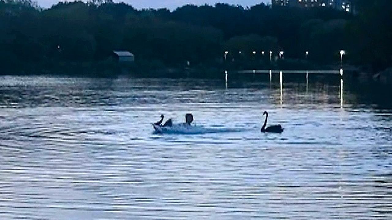 Video: Black swans attack triathlete after he swims too close to their nest