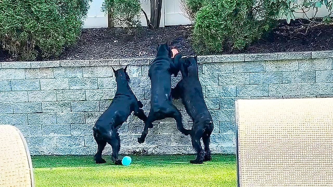 Video: Ball liegt auf der Mauer – verzweifelte Riesenschnauzer drehen durch