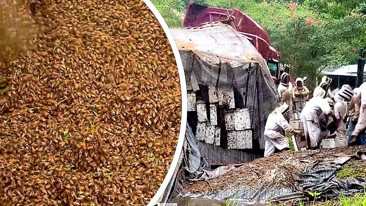 Insekten-Chaos-in-Texas-Lkw-kippt-um-zwei-Millionen-Bienen-entkommen