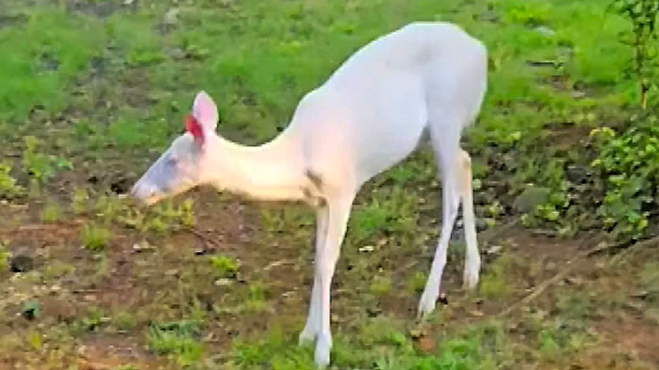 Schneewei-e-Seltenheit-Albino-Hirsch-grast-in-Wohnviertel-in-North-Carolina