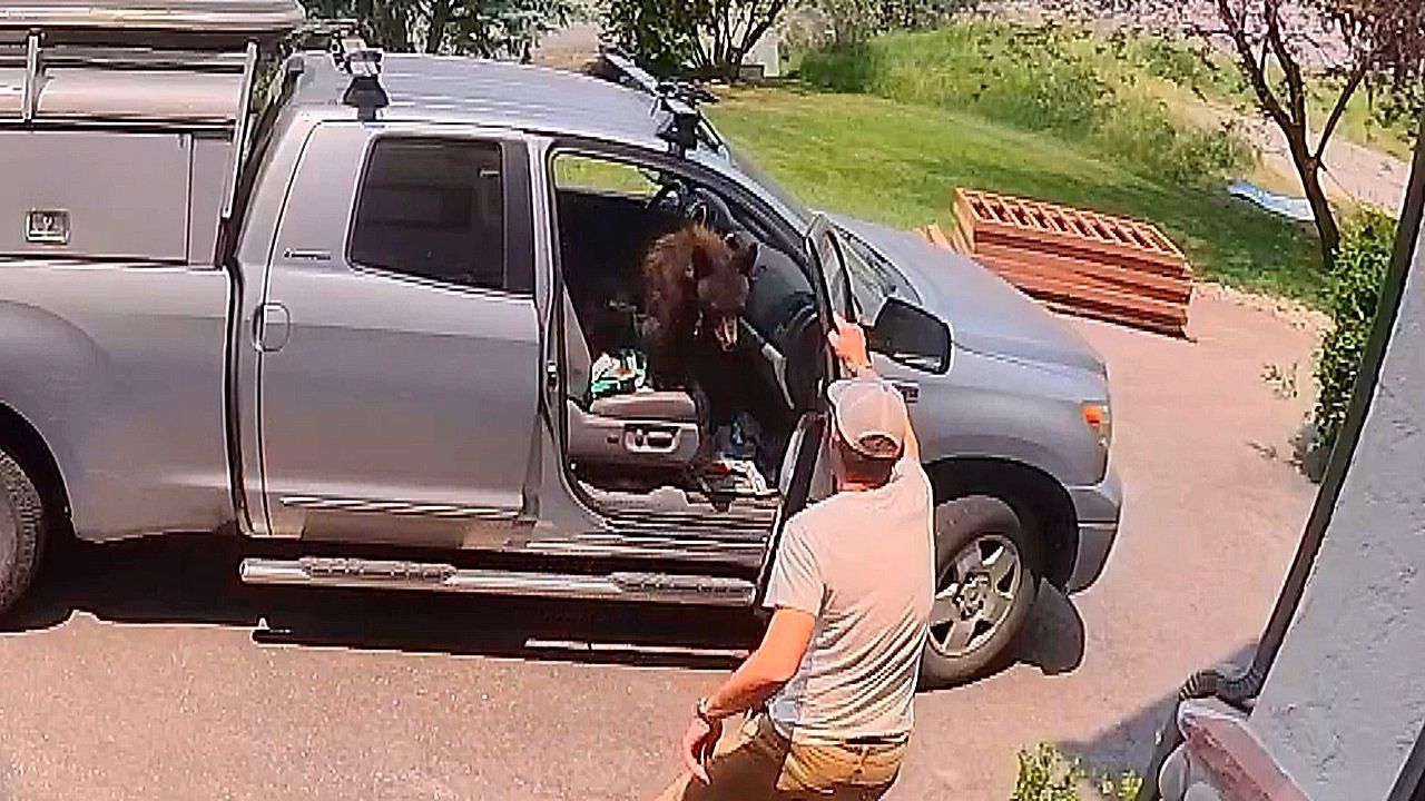 Video: Colorado man opens door of his truck, finds a bear