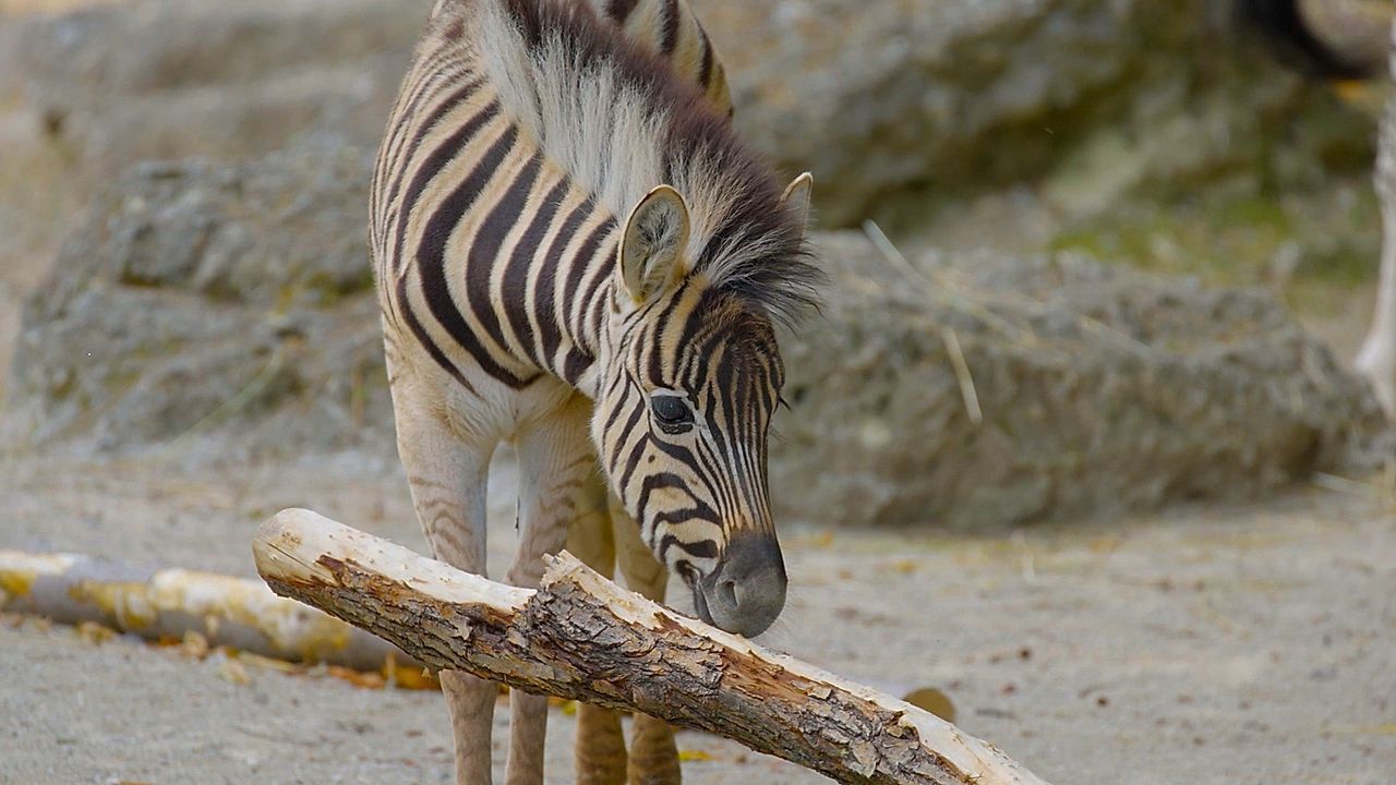 Video: Meet the punk-rock baby zebra winning hearts and minds at the world's oldest zoo
