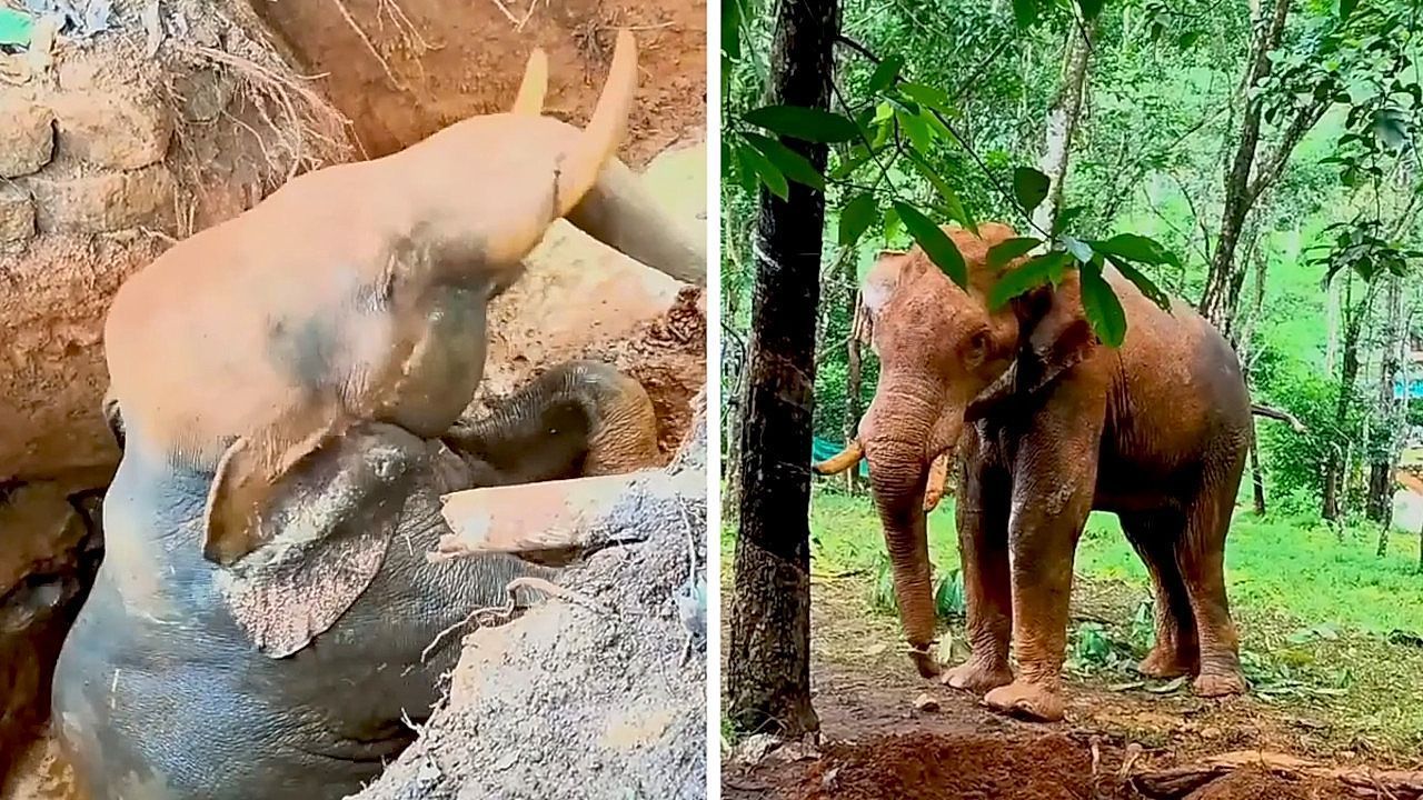 Zehn-Stunden-im-Brunnen-Wilder-Elefant-nach-z-hem-Rettungseinsatz-in-Indien-befreit