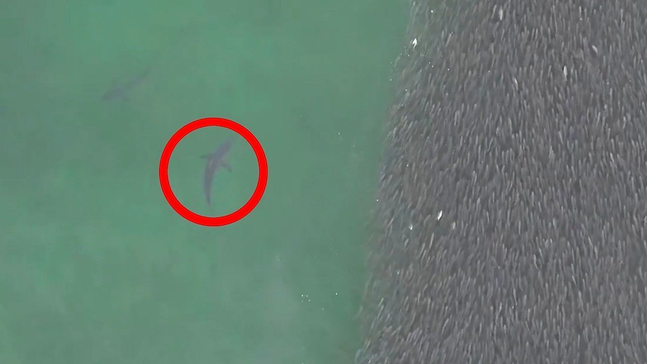 Video: Jäger ziehen Kreise: Haie scheuchen riesigen Fischschwarm vor New York auf