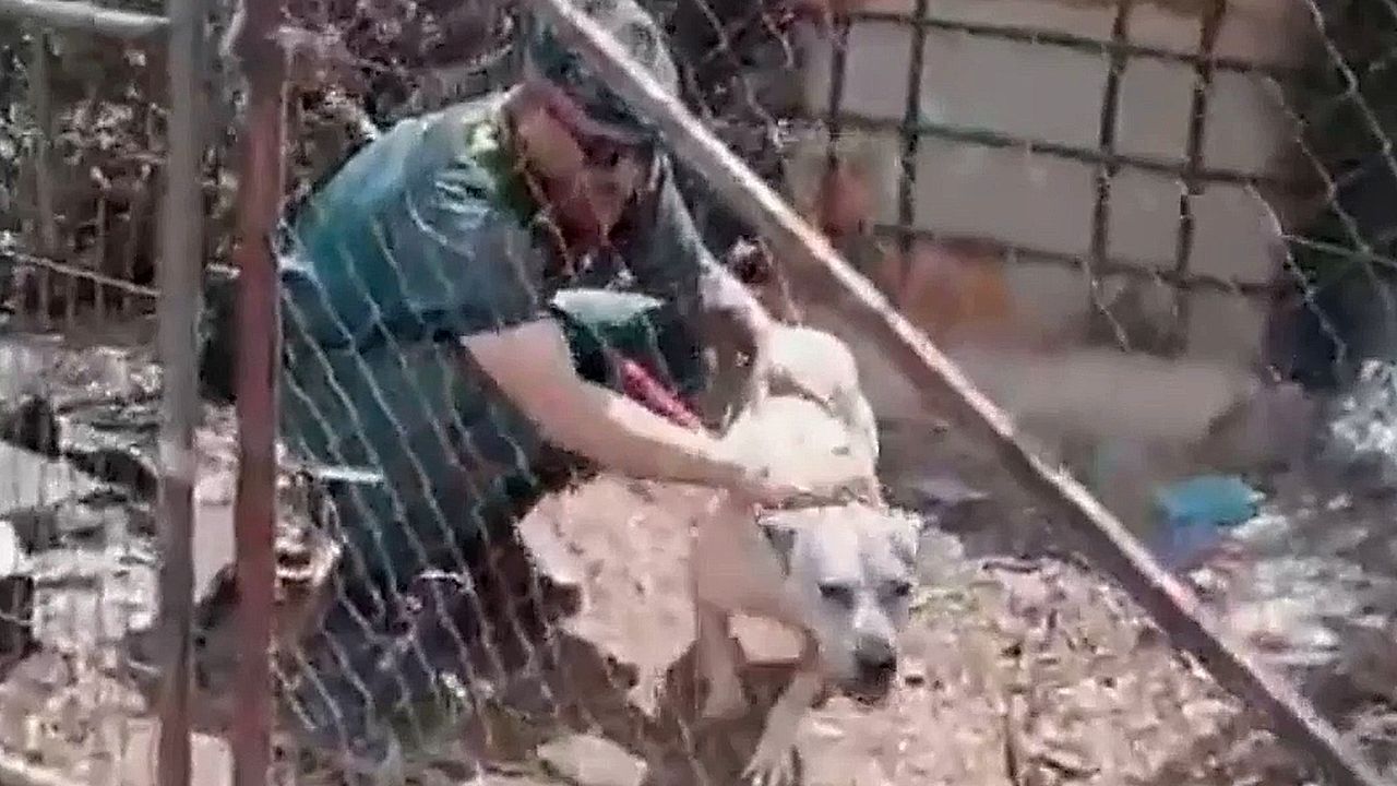 Trapped dog rescued from debris in aftermath of deadly wildfire in Spain
