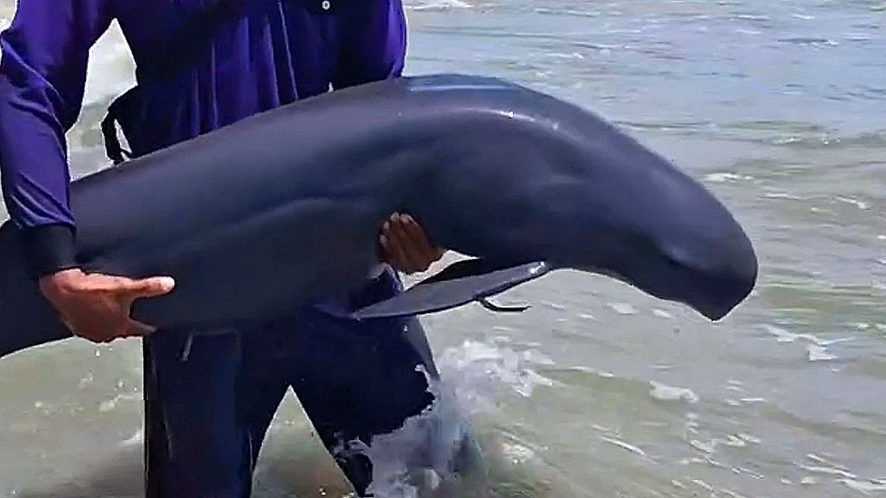 Video: Rettungsaktion am Strand: Anwohner tragen gestrandeten Delfin zurück ins Meer