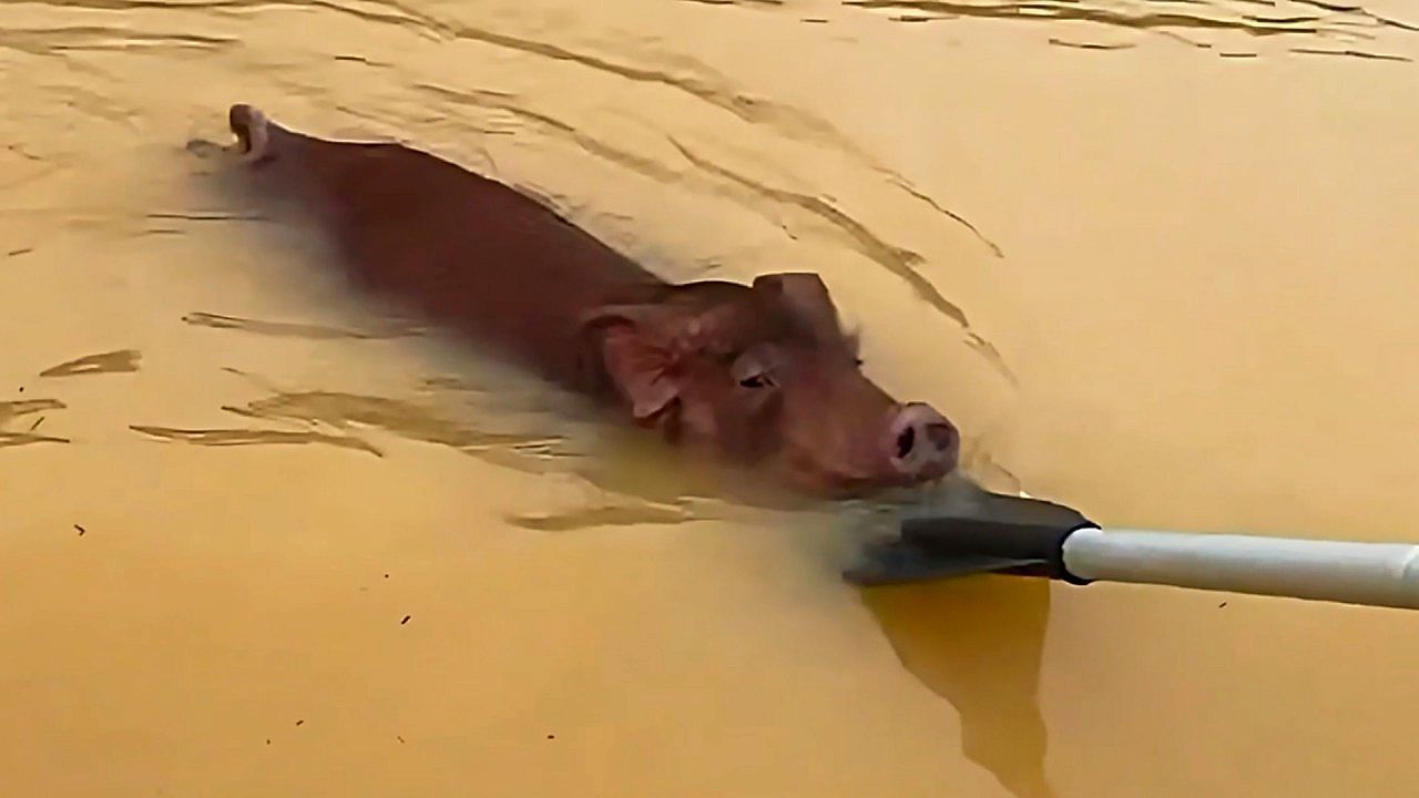 Video: Hochwasser im Süden Chinas: Helfer ziehen erschöpftes Schwein aus den Fluten