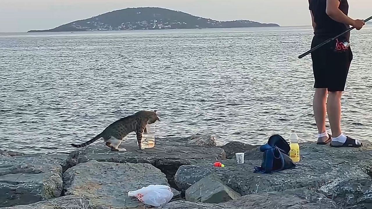 Video: Cheeky cat tries to steal anglers' catch in Istanbul