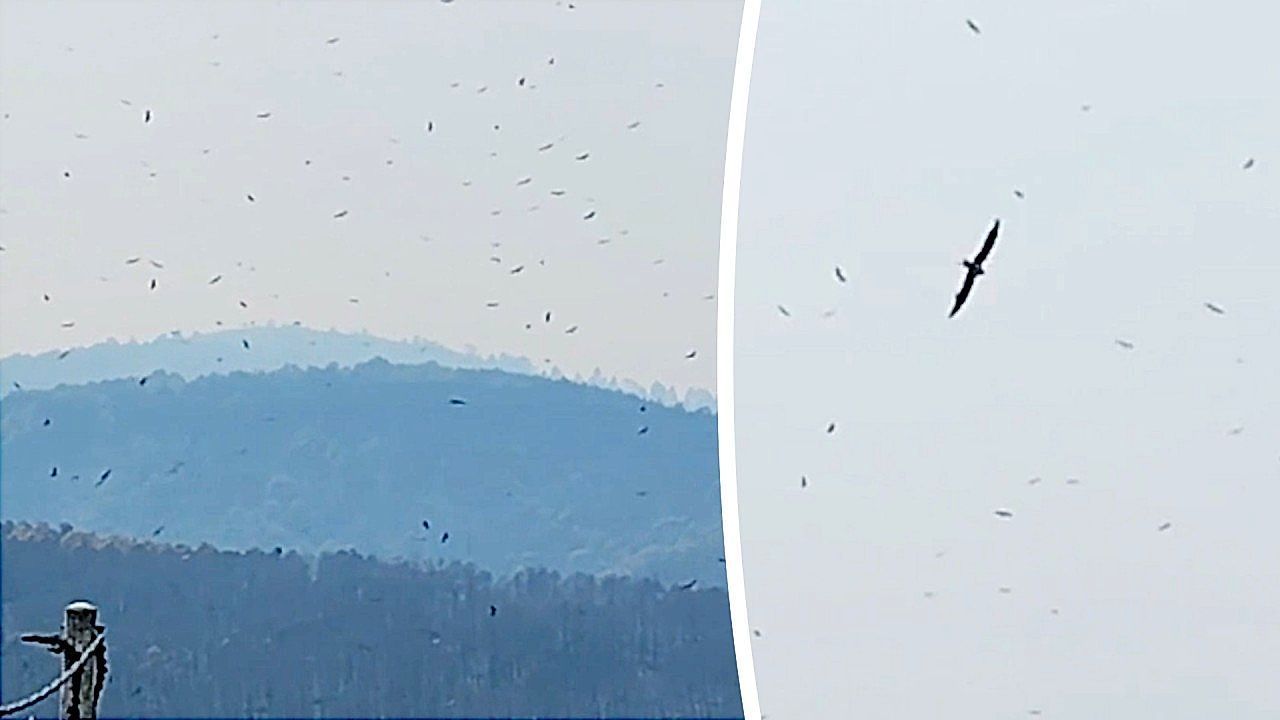 Video: Vultures circle scorched Spanish hillsides as largest wildfire in Spanish history destroys wildlife reserve