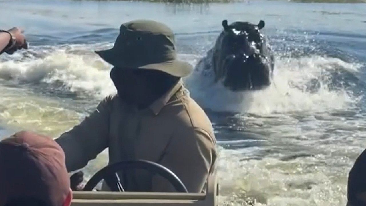 Video: Wütende Attacke: Nilpferd verfolgt Touristenboot in Botswana