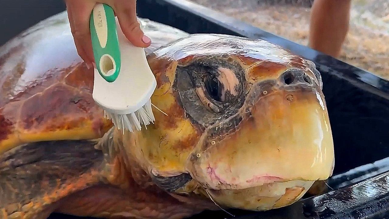 Video: Zweite Chance mit 80: Schildkröte „Timmy“ schwimmt vor Florida in die Freiheit
