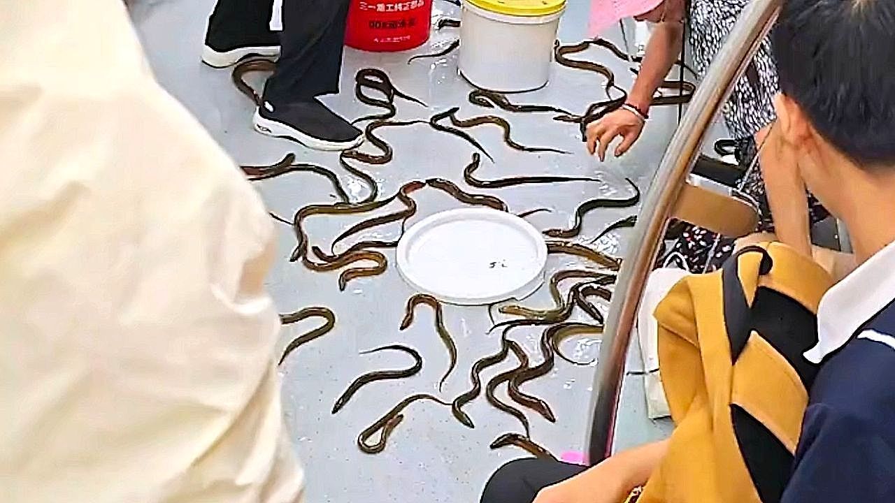 Video: Eels scatter across subway carriage as passengers scramble to catch them