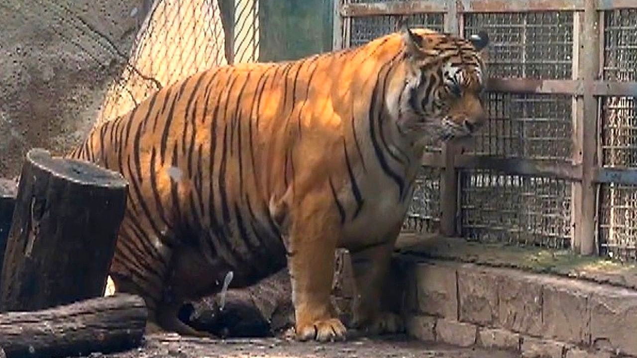 Video: Chubby tiger put on diet after snatching food from other big cats
