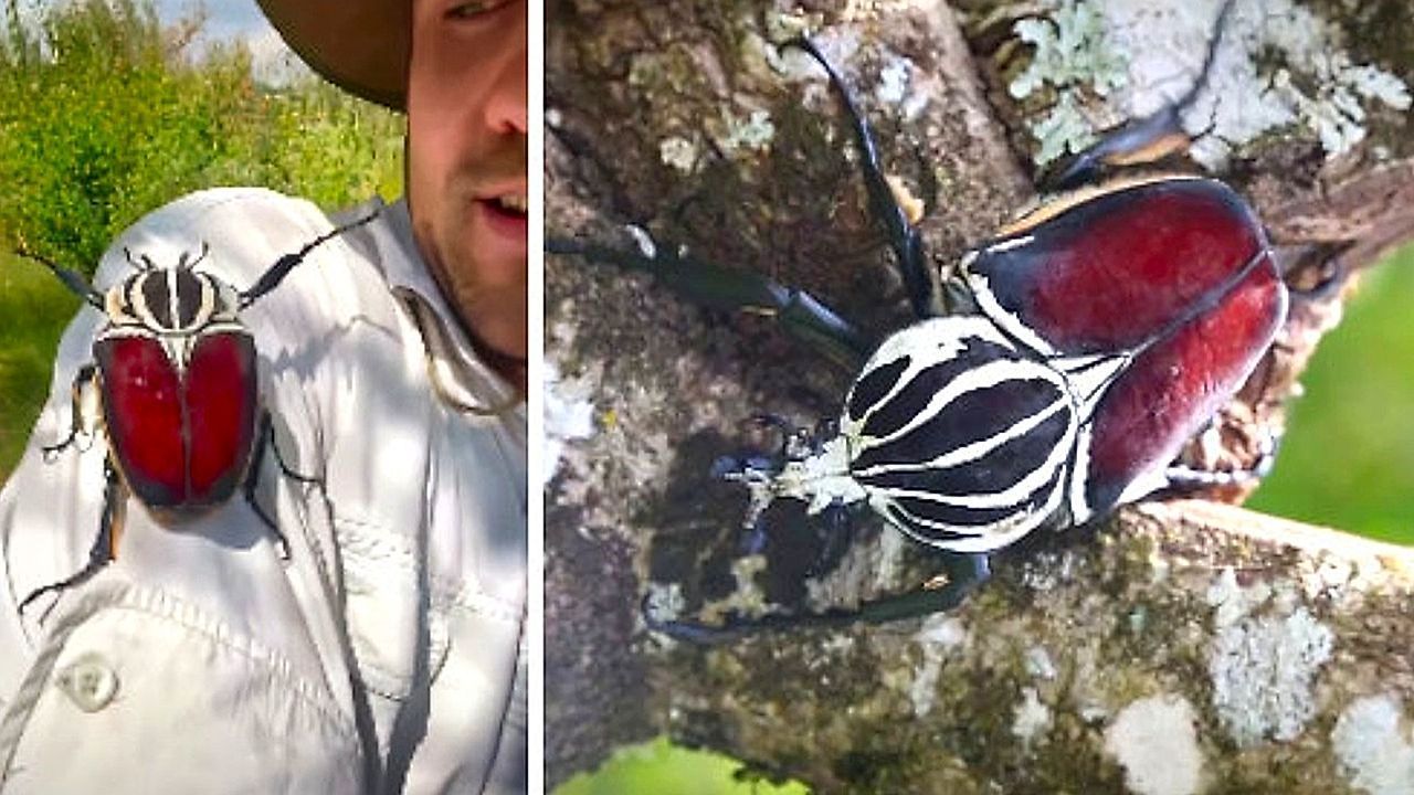 Video: Schwergewicht: Wildtier-Fotograf trägt seltenen Goliathkäfer auf dem Arm