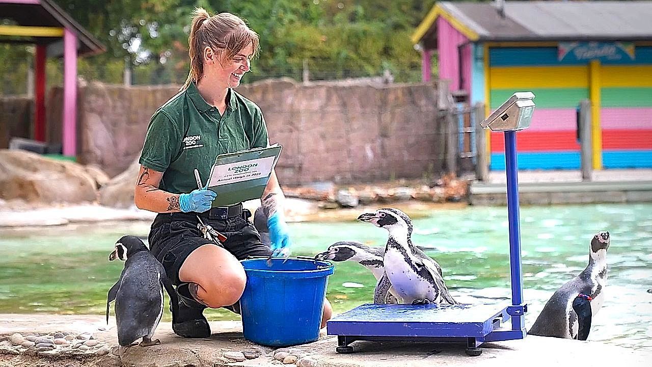 Video: Penguins, monkeys and capybaras step on the scales for London Zoo's annual weigh-in