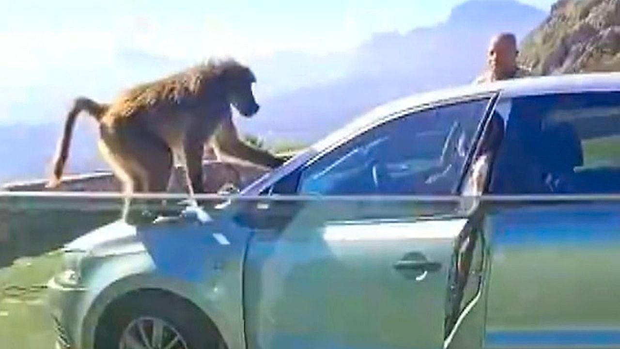 Video: Baboon pulls open car and steals woman's fired chicken for his friends