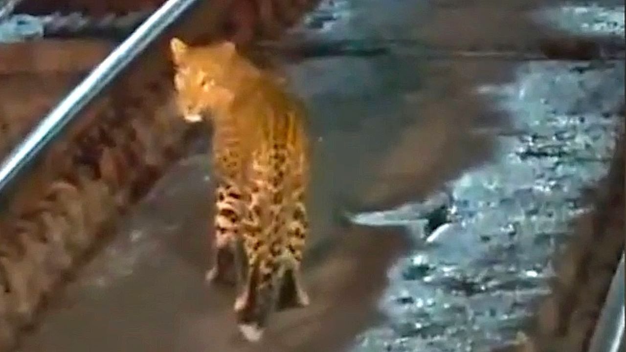 Video: Train gets unexpected stopped by leopard walking in a railway tunnel in India