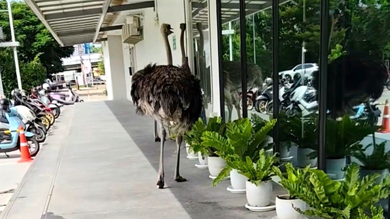 Video: Office workers stunned as boss's pet ostrich lays an egg on the walkway