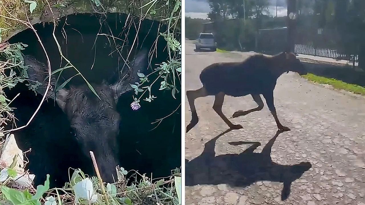 Video: Gefangen im Schacht: Rettungskräfte befreien Elchkalb bei Moskau