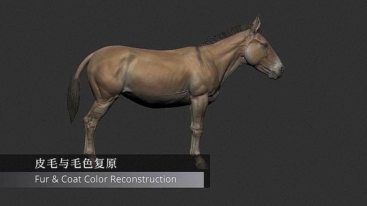 Video: China-US scientists reconstruct extinct ancient horse using ancient DNA