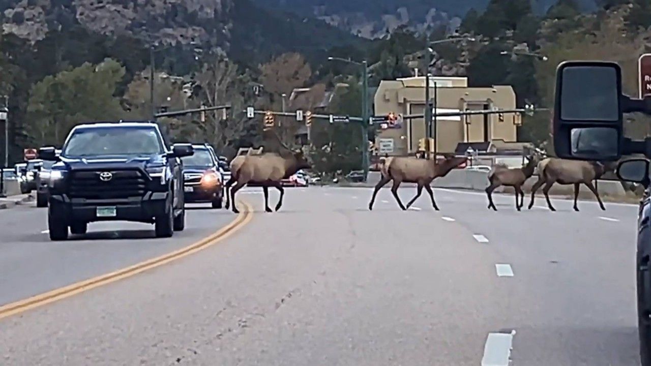 Video: Königlicher Verkehrslotse: Wapiti-Bulle führt seine Herde über belebte Straße in Colorado