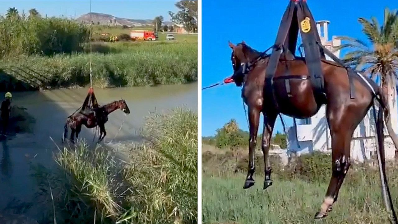 Video: Horse rescued by helicopter after becoming trapped in Spanish pond