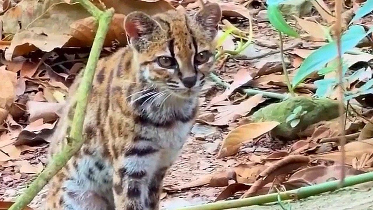 Video: Sensation in Bolivien: Forscher entdecken neue Wildkatzenart