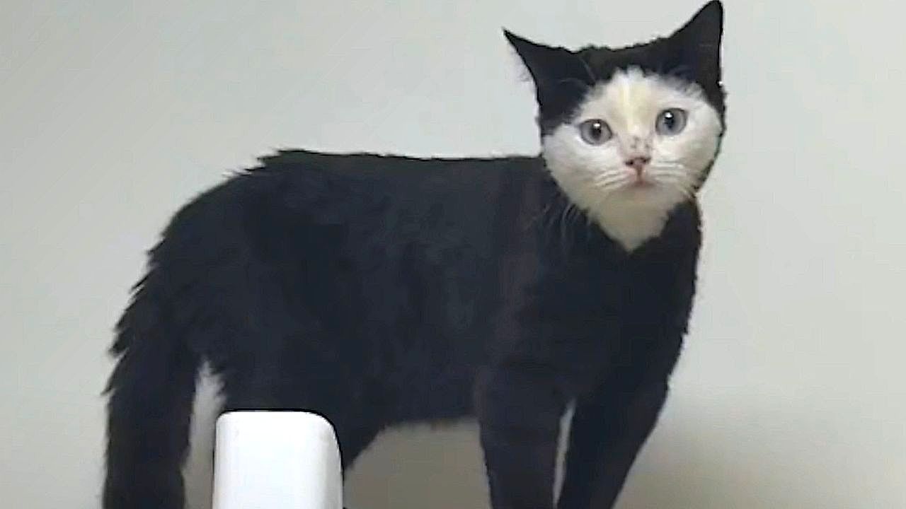 Video: Beijing cat looks like it's wearing a black hoodie thanks to its unusual fur