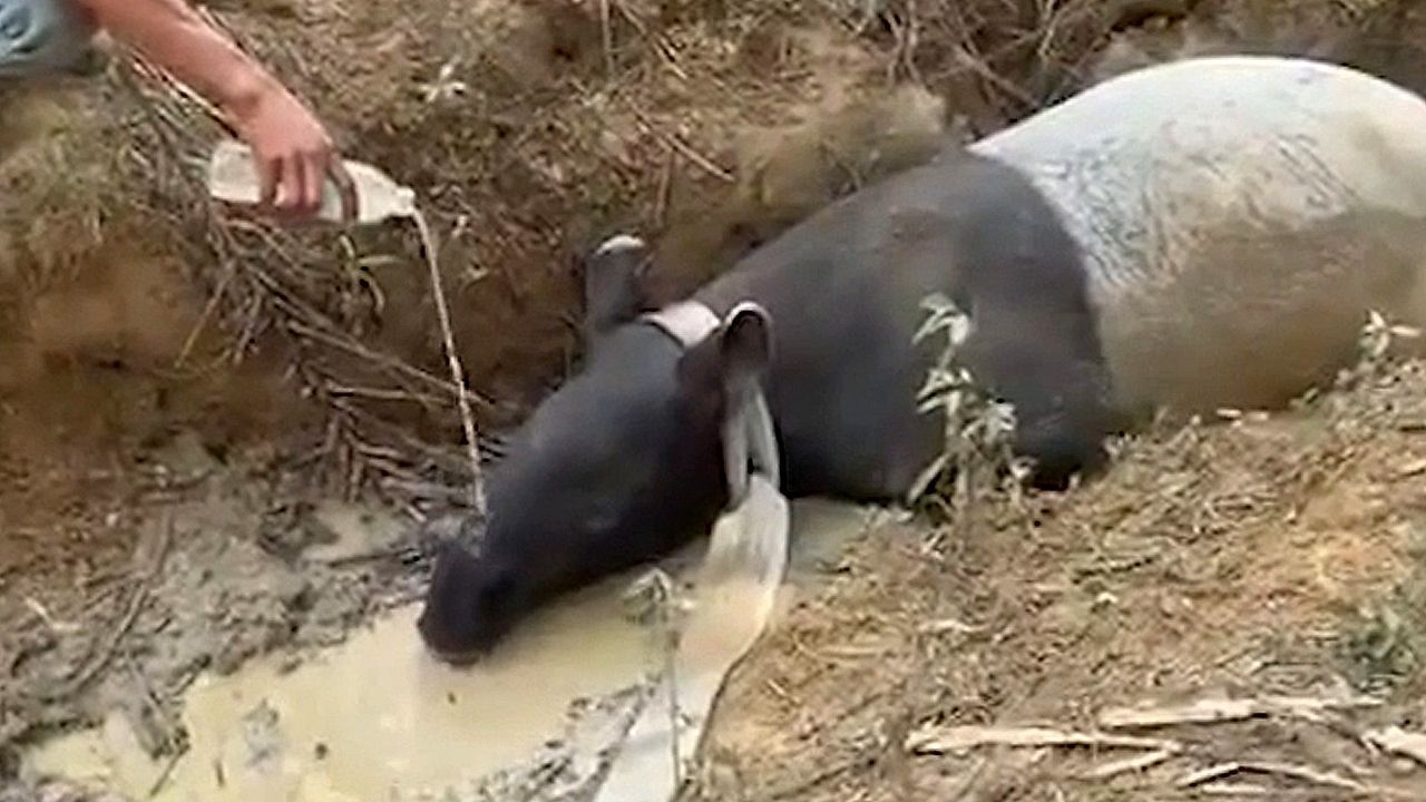 Video: Tapir gerettet: Dorfbewohner befreien bedrohtes Tier aus Schlammgraben in Indonesien