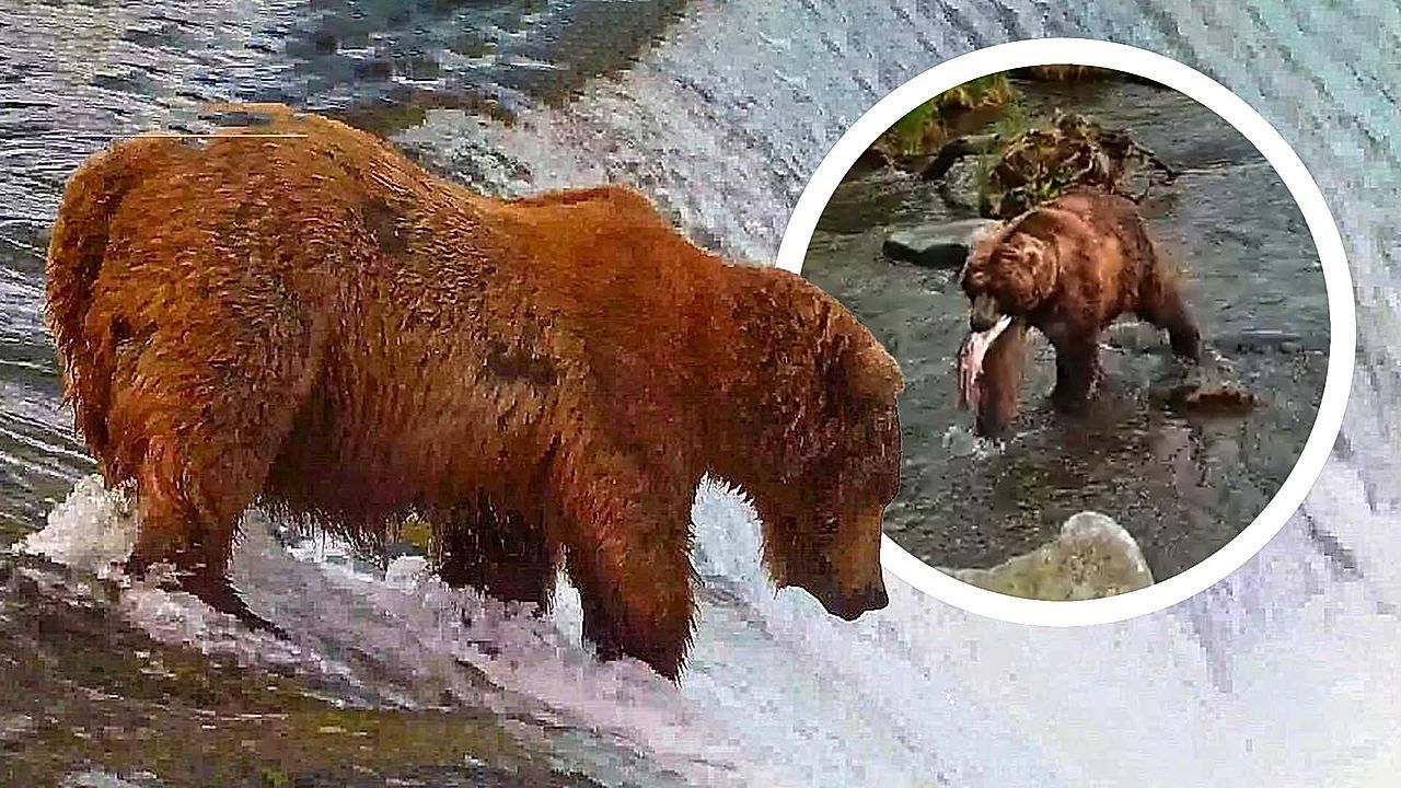 Video: Brown bear 'Backpack' crowned winner of Alaska's Fat Bear Week
