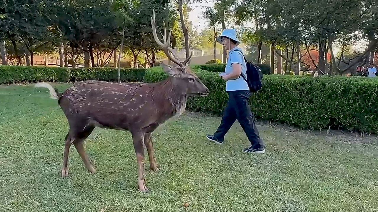 Video: Gar nicht gut gelaunt: Sikahirsch stürmt auf naive Touristin zu