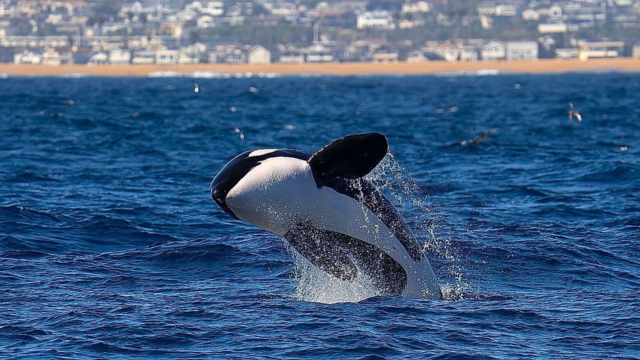 Video: Seltene Orcas: Ein Dutzend Schwertwale sorgen für Show vor kalifornischer Küste