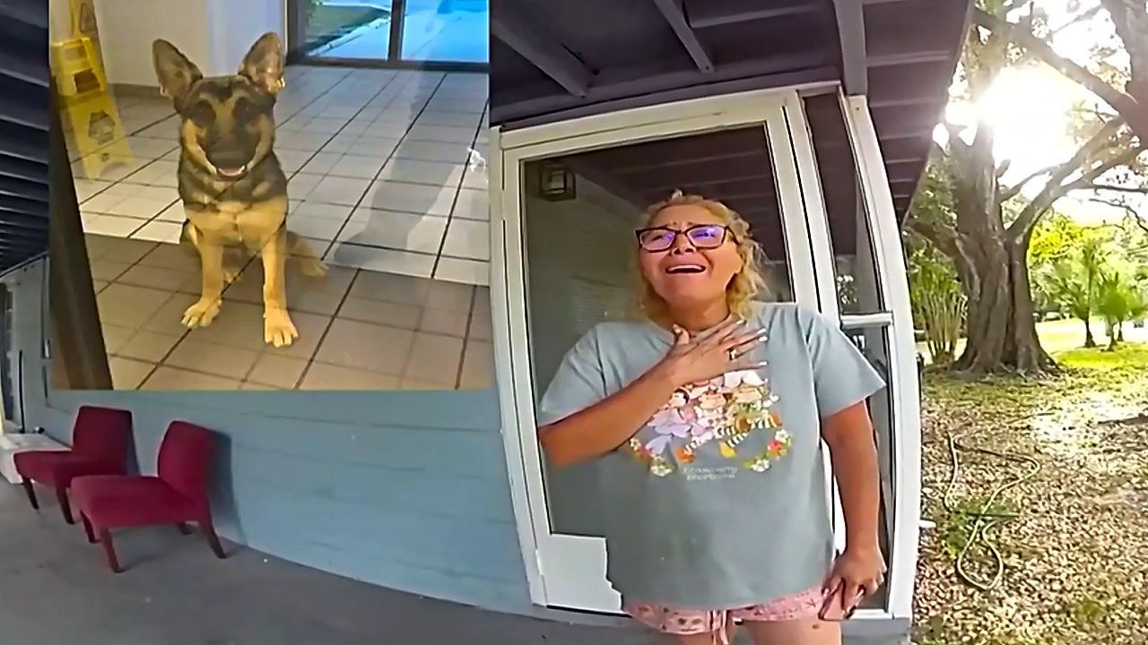 Video: Vierbeiniger Bewerber: Hund spaziert in Polizeiwache und findet Frauchen wieder