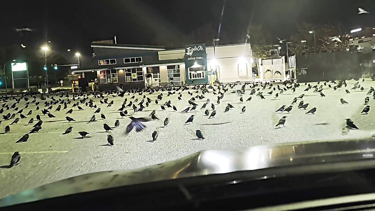 Video: Hundreds of crows flock to Canadian parking lot in eerie nighttime scene