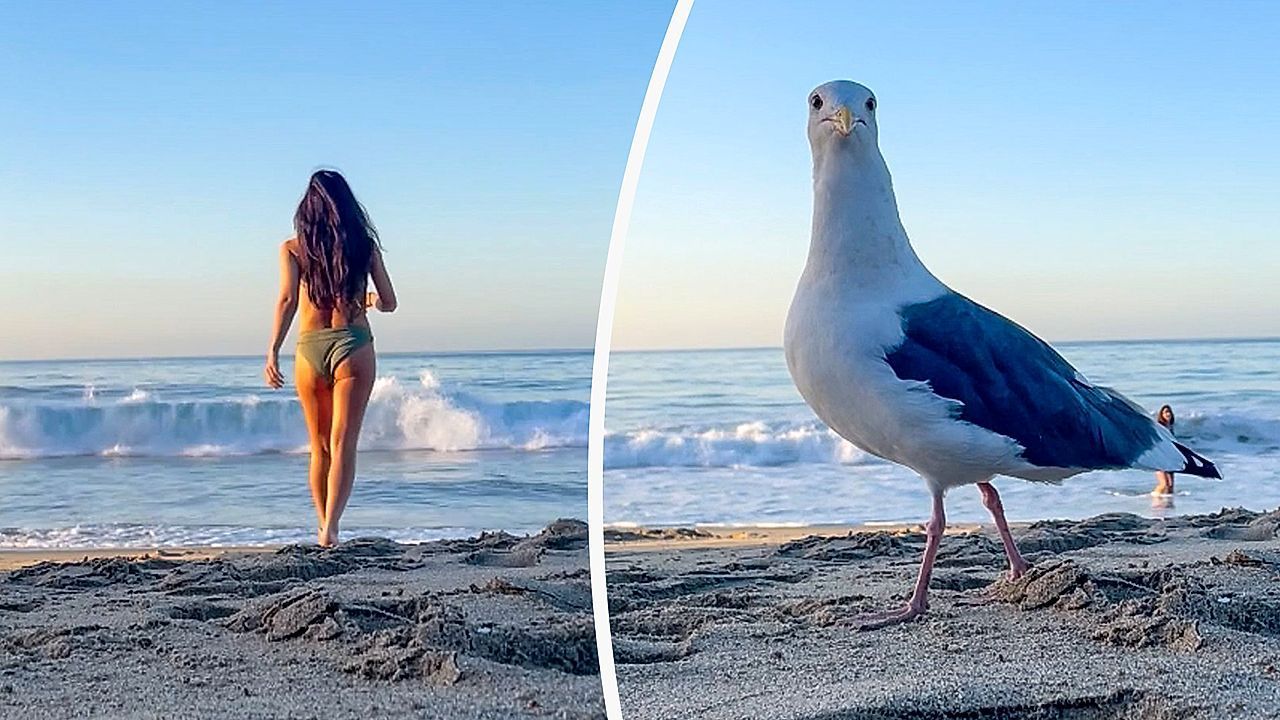 Seagull photobombs woman's sunrise swim video in Malibu