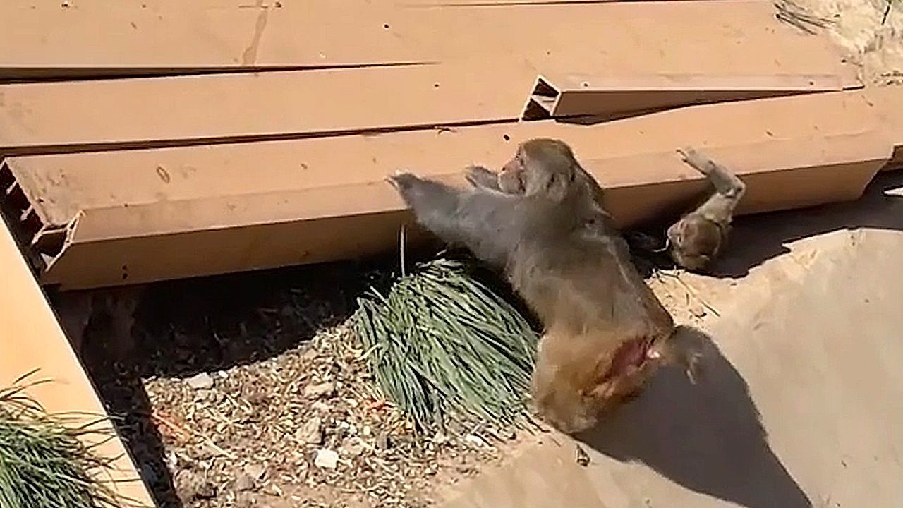 Video: Zoowärter wird zum Helden: Affen wollen Artgenossen nach Einsturz retten