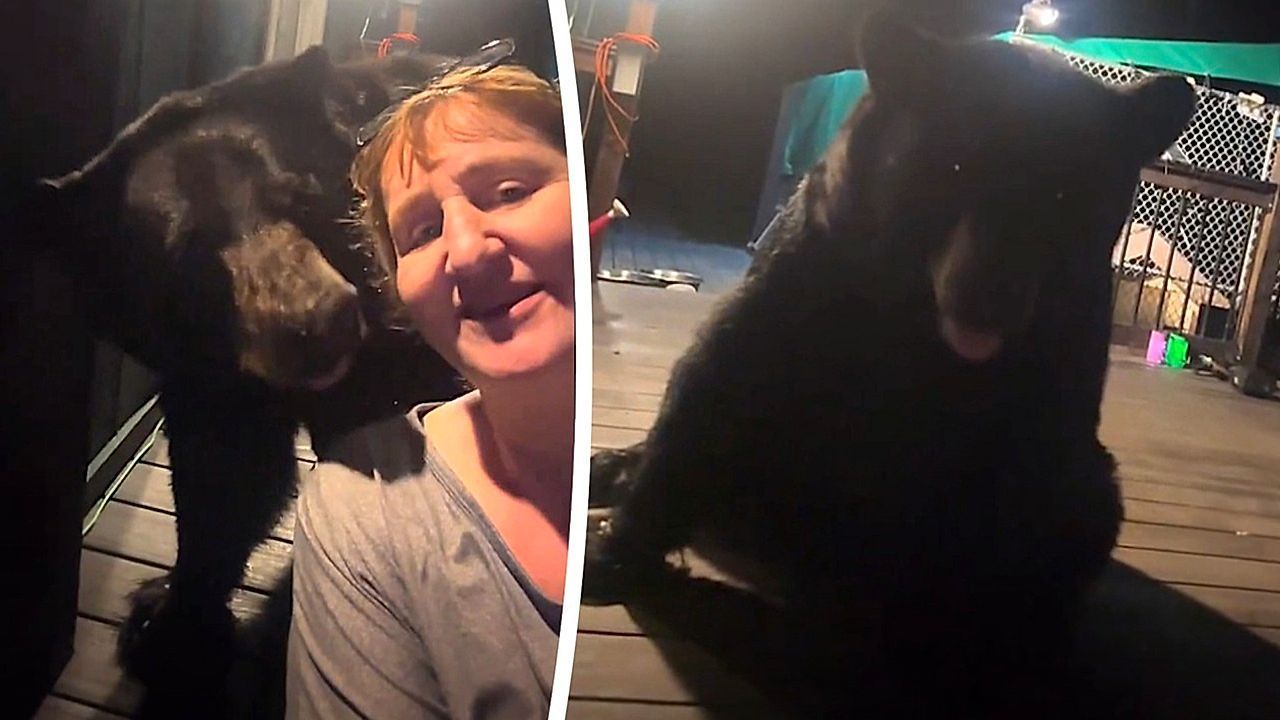 Black bear calmly takes a seat right behind unfazed woman filming on her porch at night