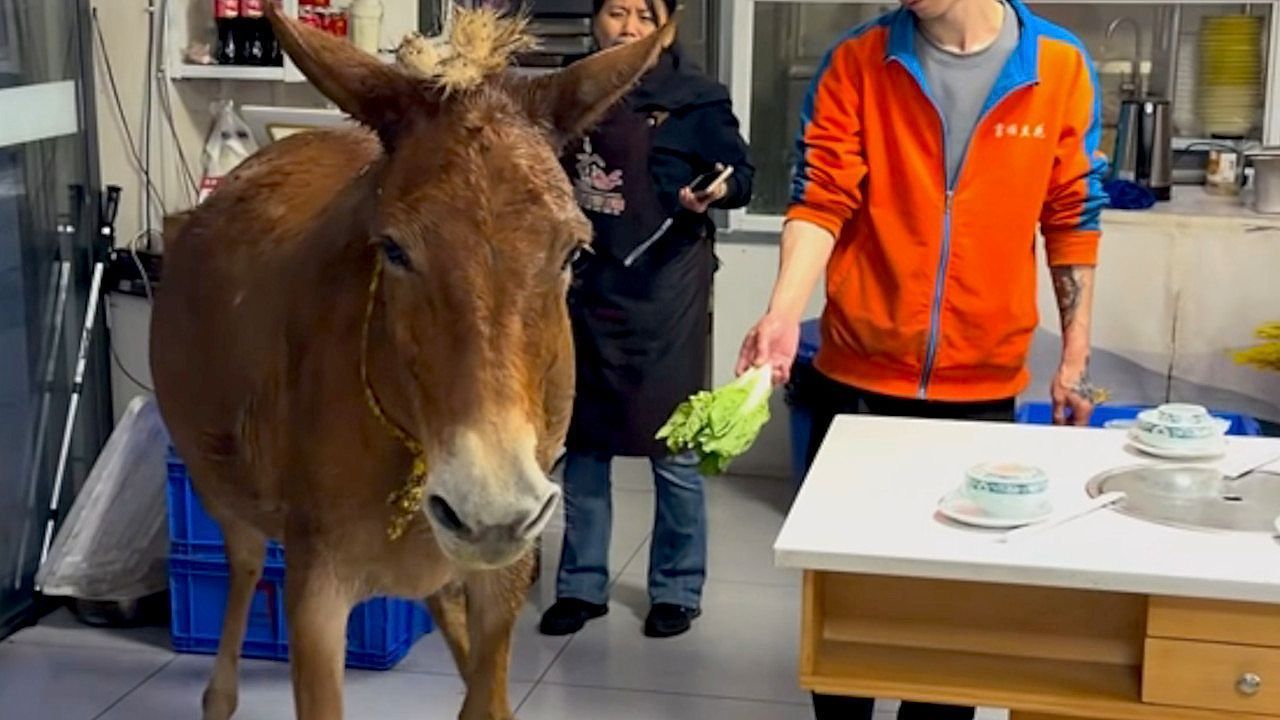 Stubborn mule strolls into Chinese restaurant in search of a snack