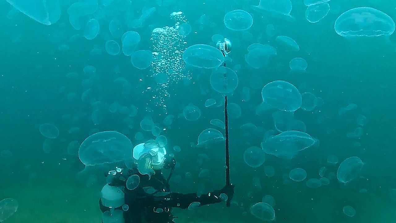 Scuba diver surrounded by massive bloom of jellyfish