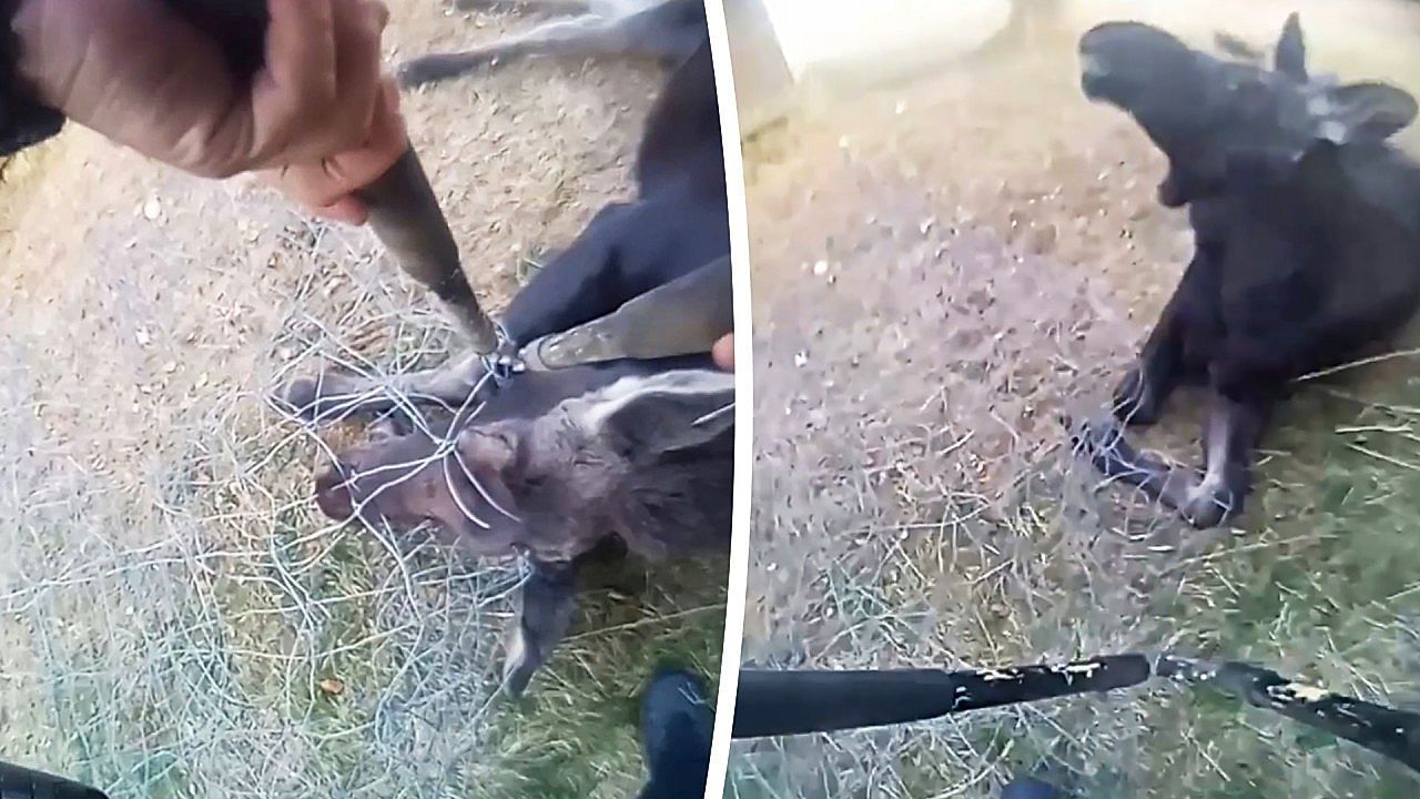 Im Drahtzaun gefangen: Beamter befreit jungen Elch in Idaho mit Bolzenschneider