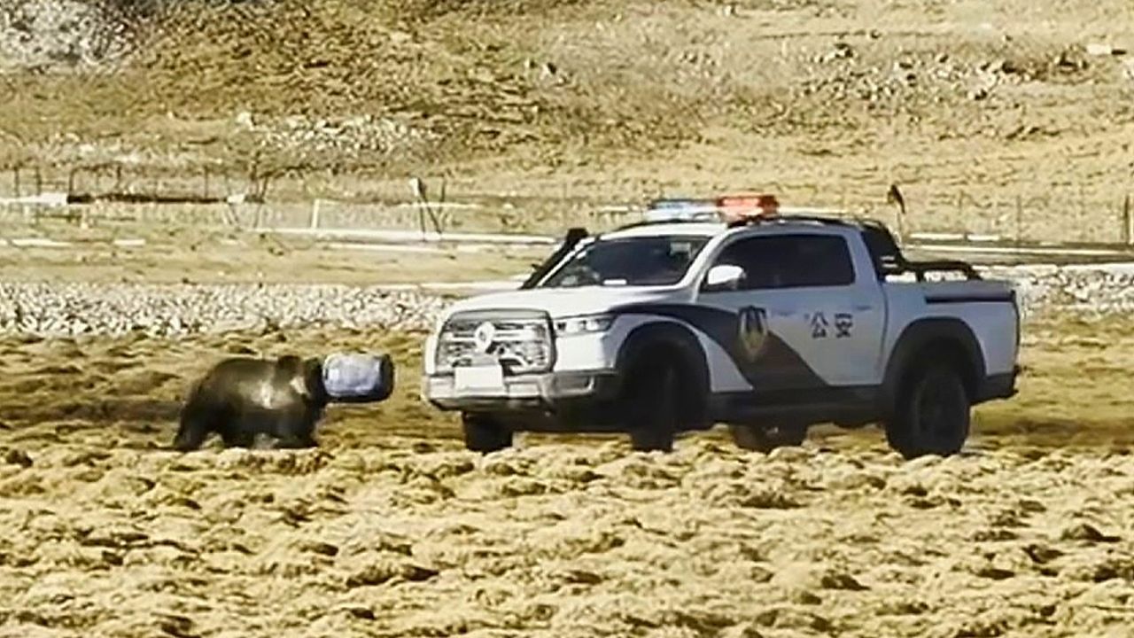 Bear with head stuck in bucket frees itself by ramming rescue truck