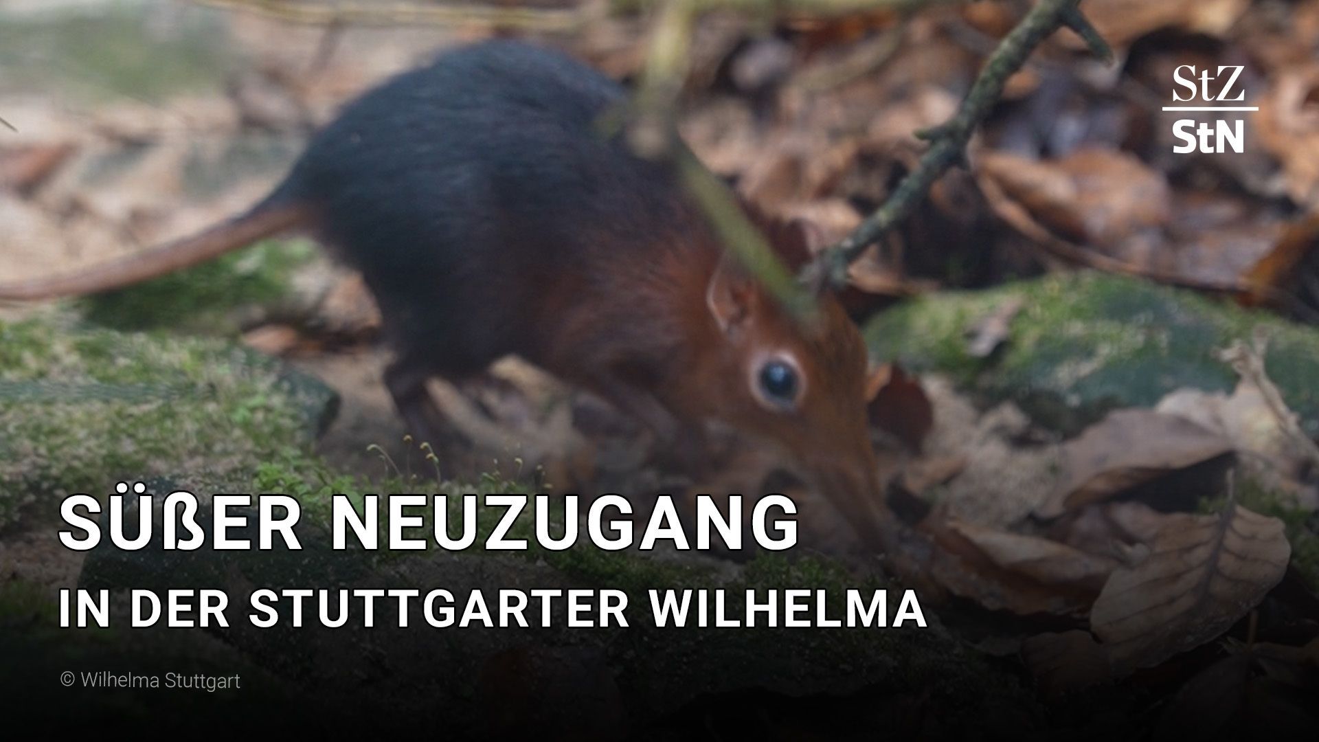 Video: Neuzugang in Stuttgarter Wilhelma sorgt für Begeisterung