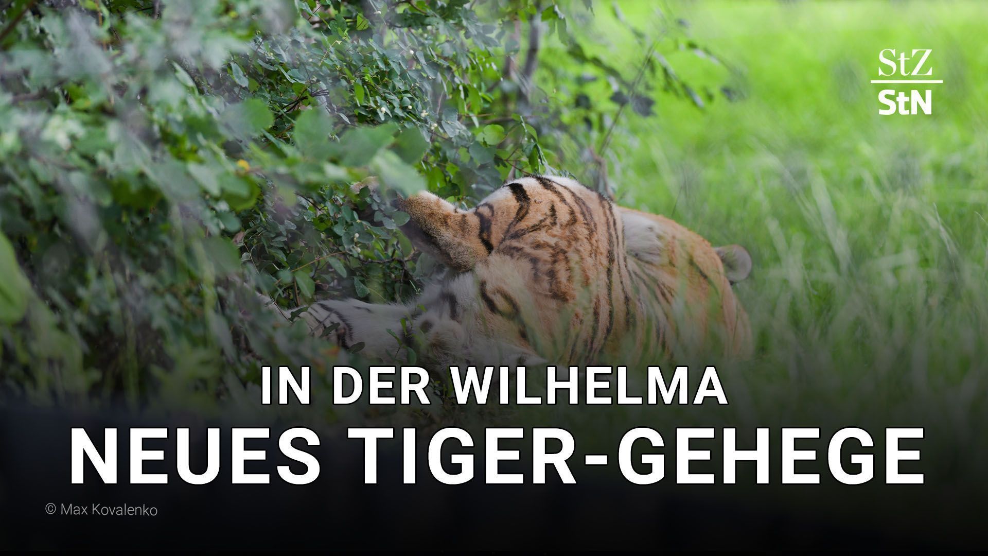 Video: Amur-Tiger in der Wilhelma: Neues Tiger-Gehege eingeweiht