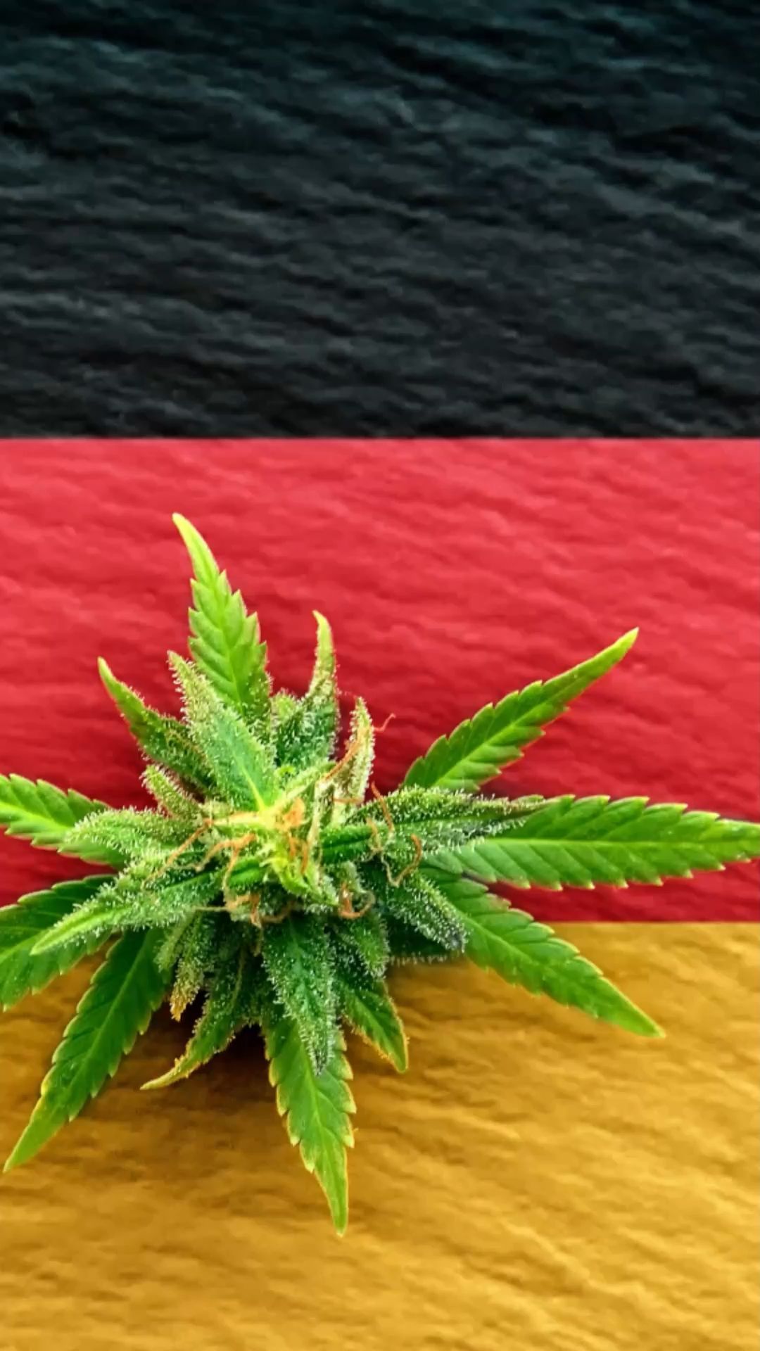 Cannabis Law: What's Allowed and What's Prohibited?