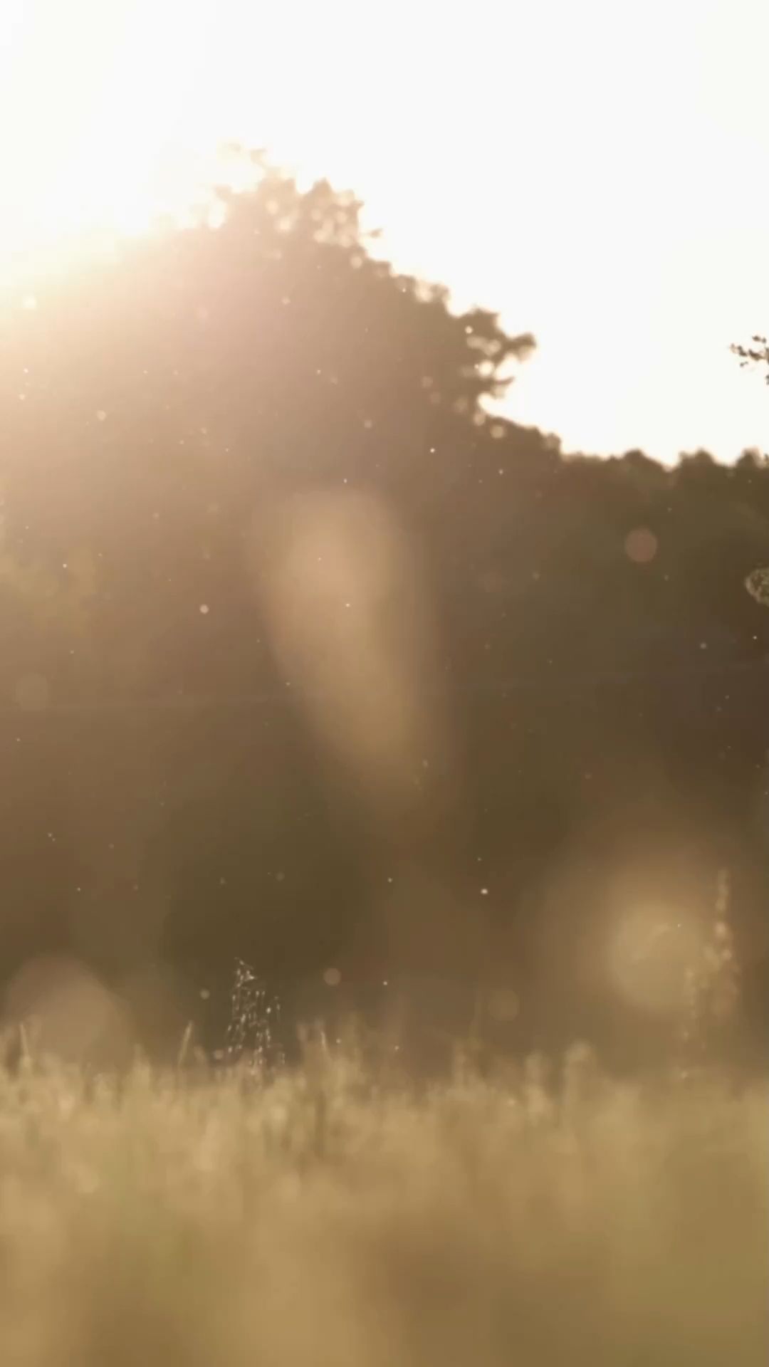 Attention Pollen! Effective Tips for Hay Fever