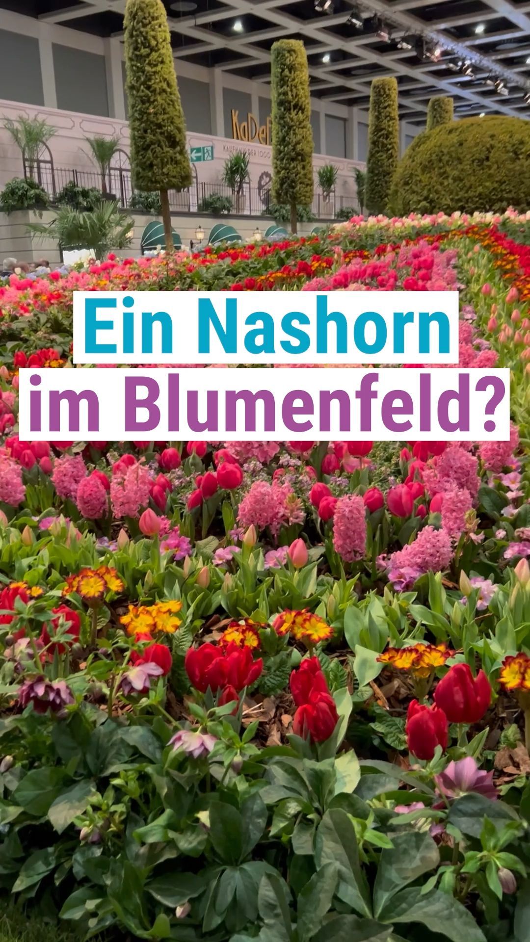 Video: Ein Nashorn im Blumenfeld?