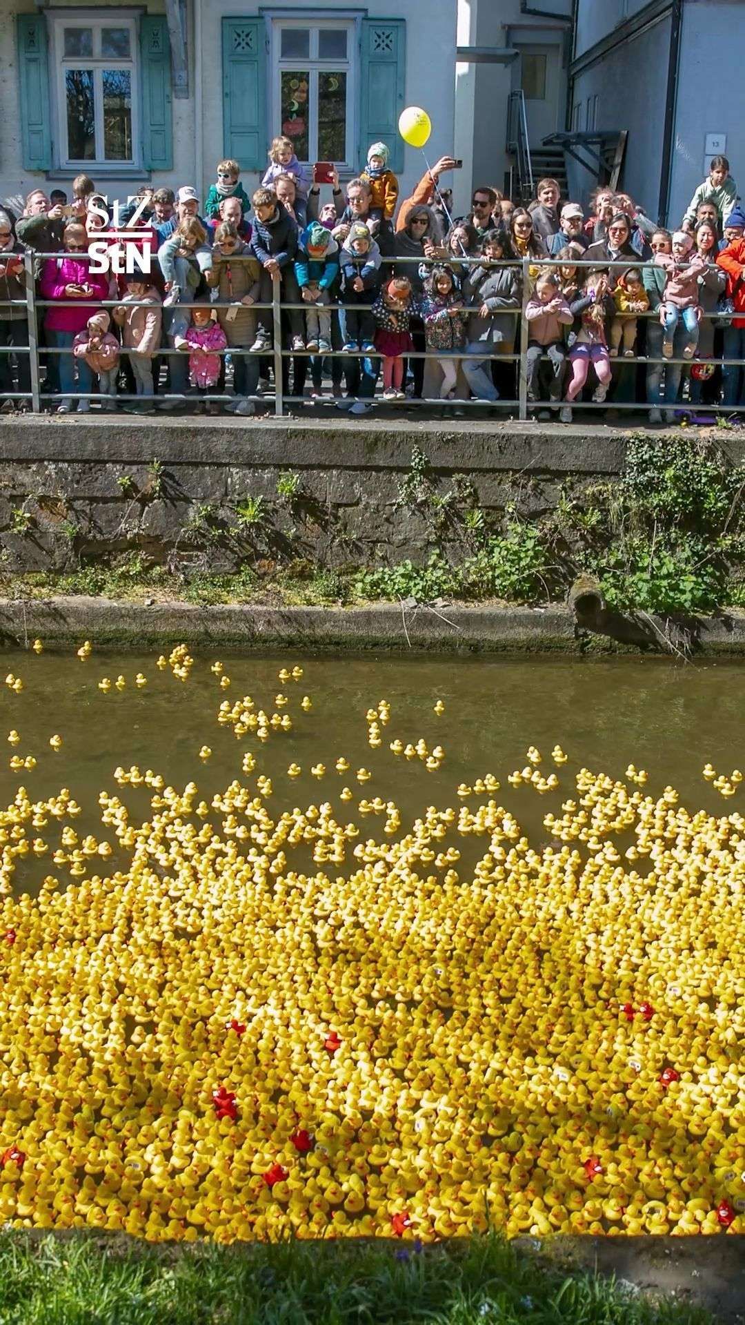 Video: Großes Entenrennen in Esslingen startet bald