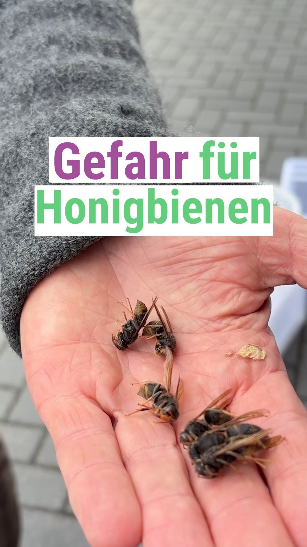 Video: So wichtig und kompliziert war die Nest-Beseitigung